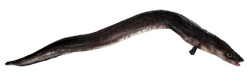Tengeri angolna