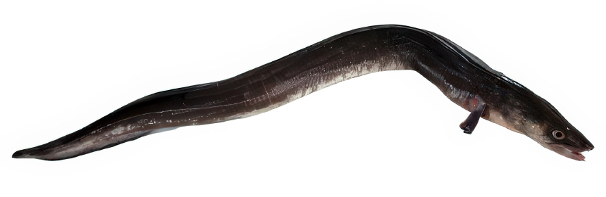 Tengeri angolna