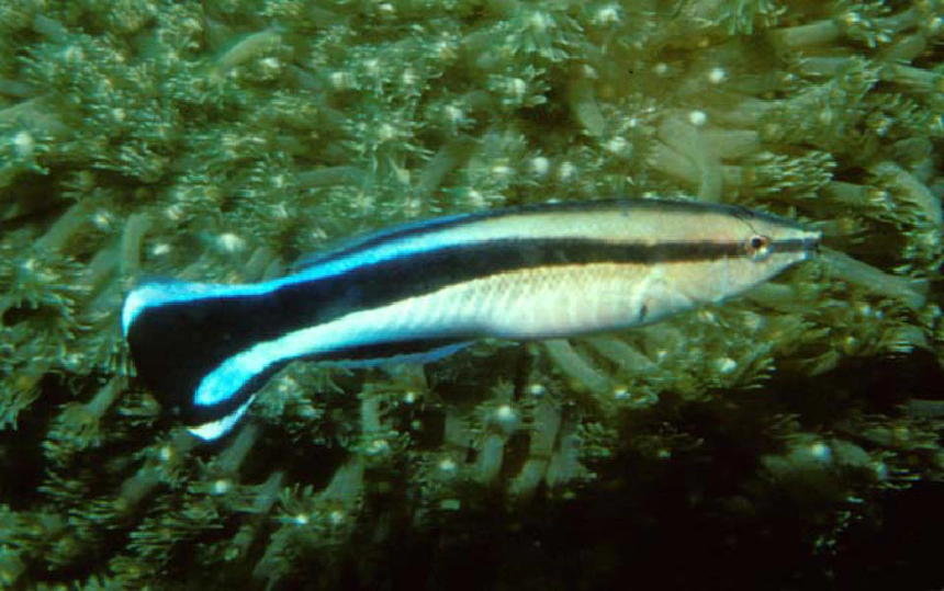 Tisztogatóhal