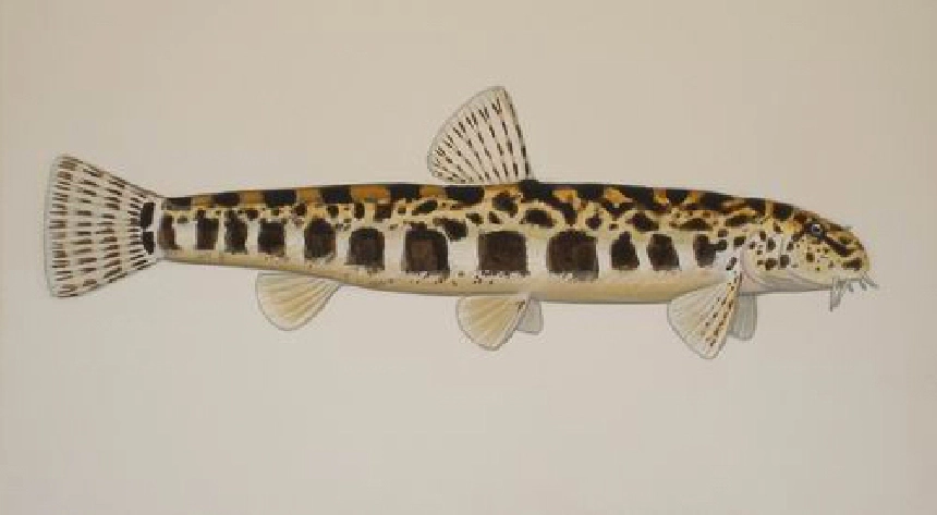 Törpecsík