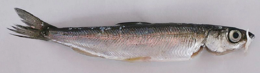 Törpemaréna