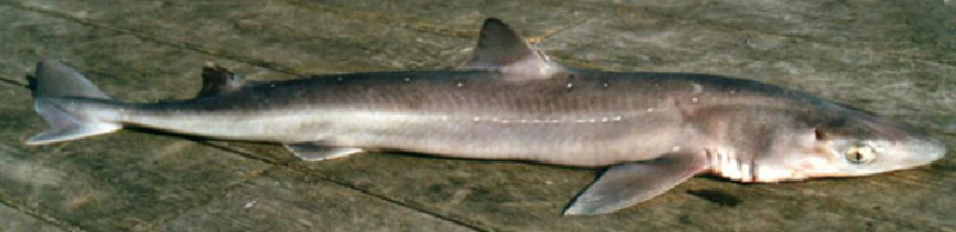 Tüskéscápa