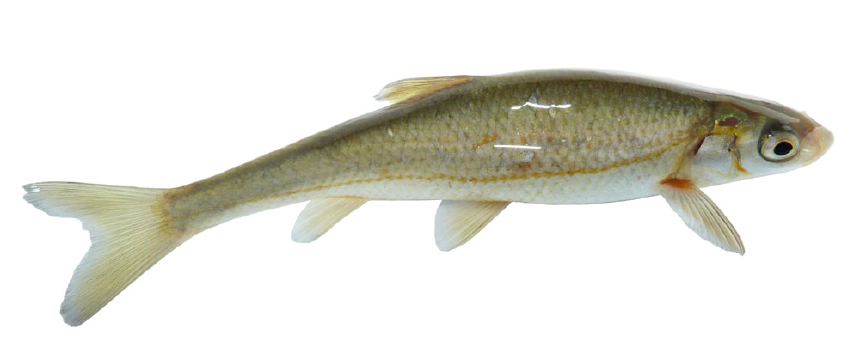 Vaskos csabak