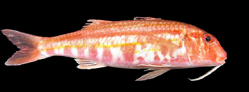 Vörösmárna