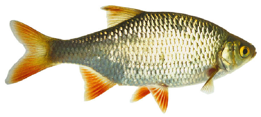Vörösszárnyú keszeg
