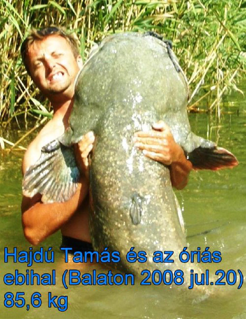 Horgász derékig a vízben tart egy hatalmas harcsát a partmenti nádas előtt