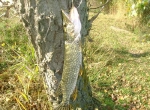 Kifogott csuka egy fatörzsnek támasztva a parton