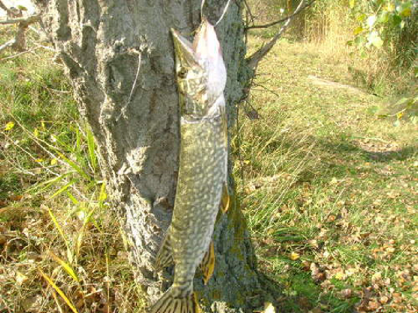 Kifogott csuka egy fatörzsnek támasztva a parton