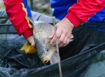 Versenyzők pontyot emelnek ki a merítőhálóból csapatszínekben