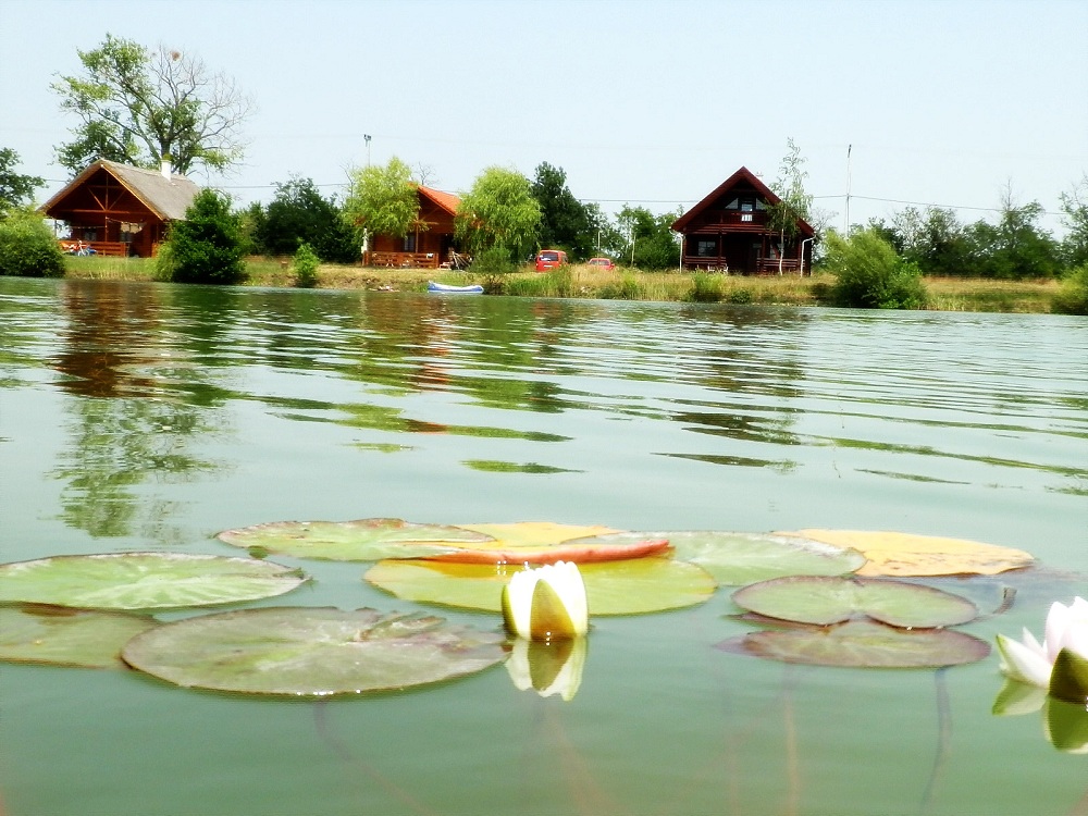 Berekfischpark Horgasztó tavirózsa